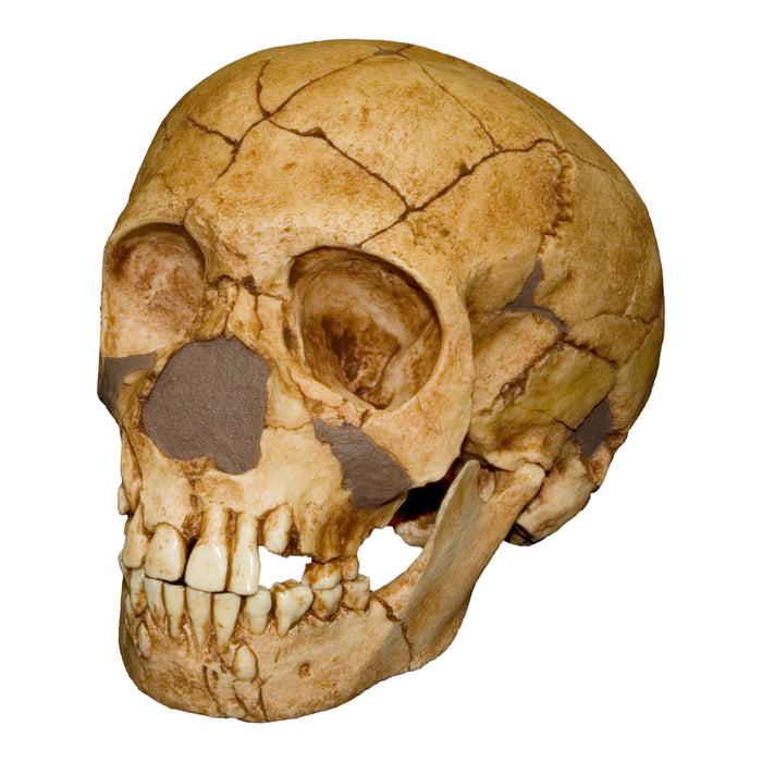 Replica Teshik-Tash Child Skull
