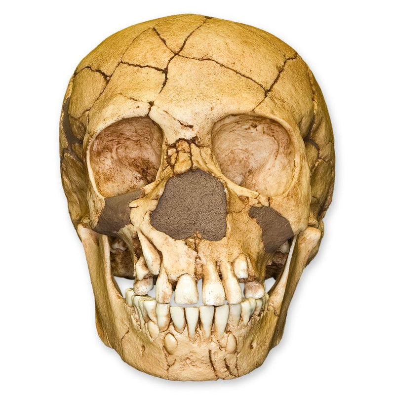 Replica Teshik-Tash Child Skull