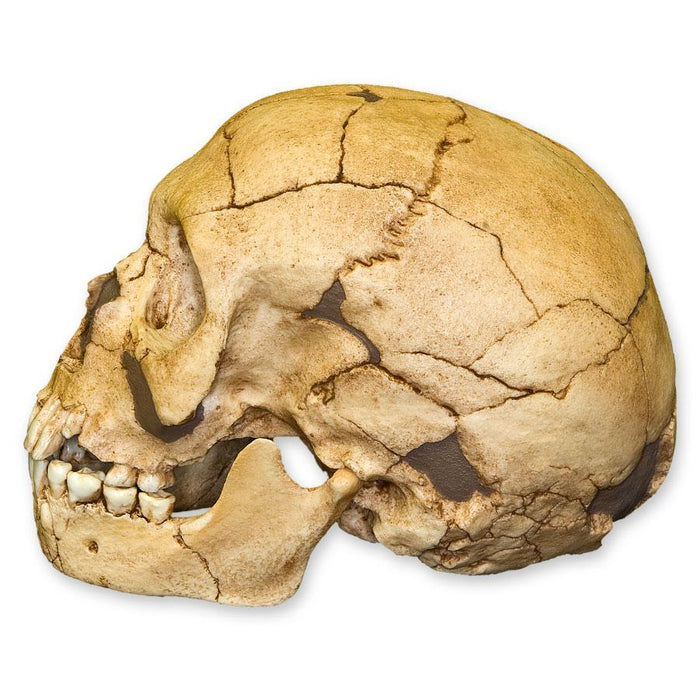 Replica Teshik-Tash Child Skull
