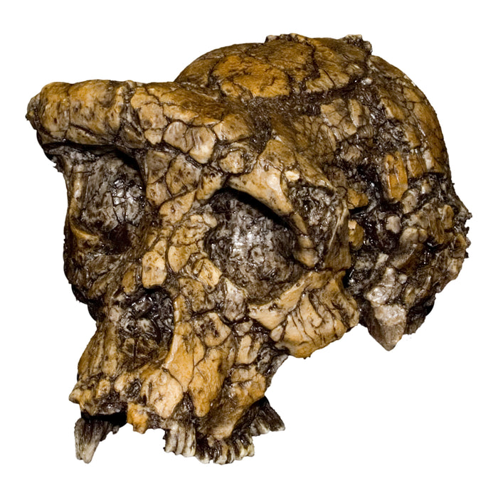 Replica Sahelanthropus / Toumai Skull