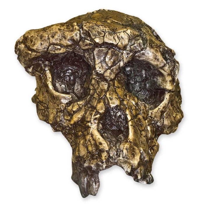Replica Sahelanthropus / Toumai Skull
