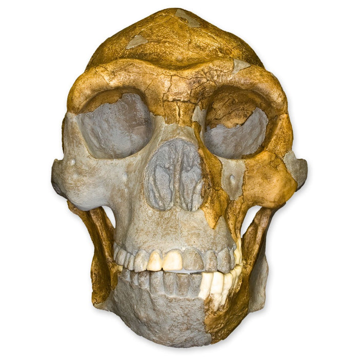 Replica Peking Man Skull