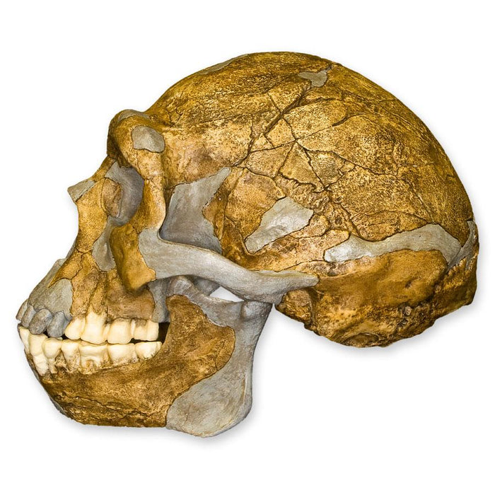 Replica Peking Man Skull