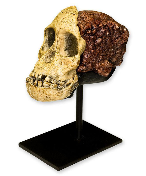 Replica Taung Child Skull (3 pieces)