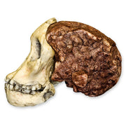 Replica Taung Child Skull (3 Pieces)