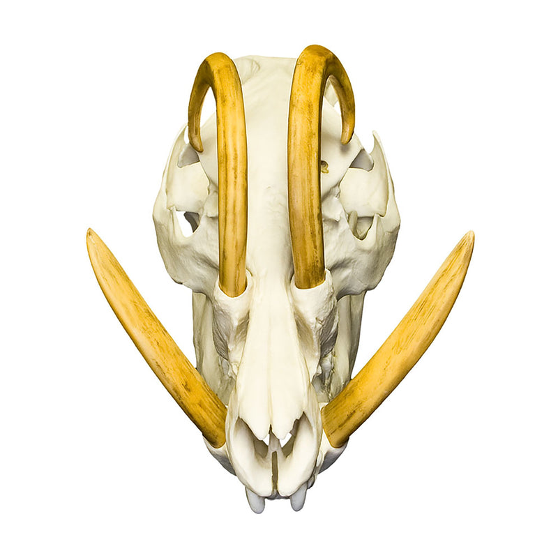 Replica Babirusa Skull