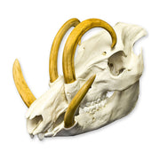 Replica Babirusa Skull