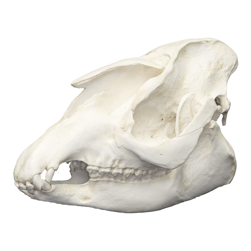 Replica Baird's Tapir Skull