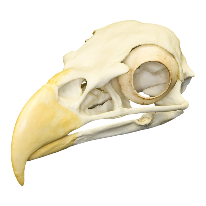 Replica Bald Eagle Skull