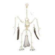 Replica Bald Eagle Skeleton