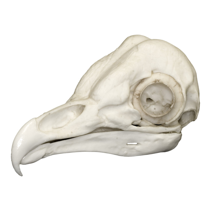 Replica Barn Owl Skull
