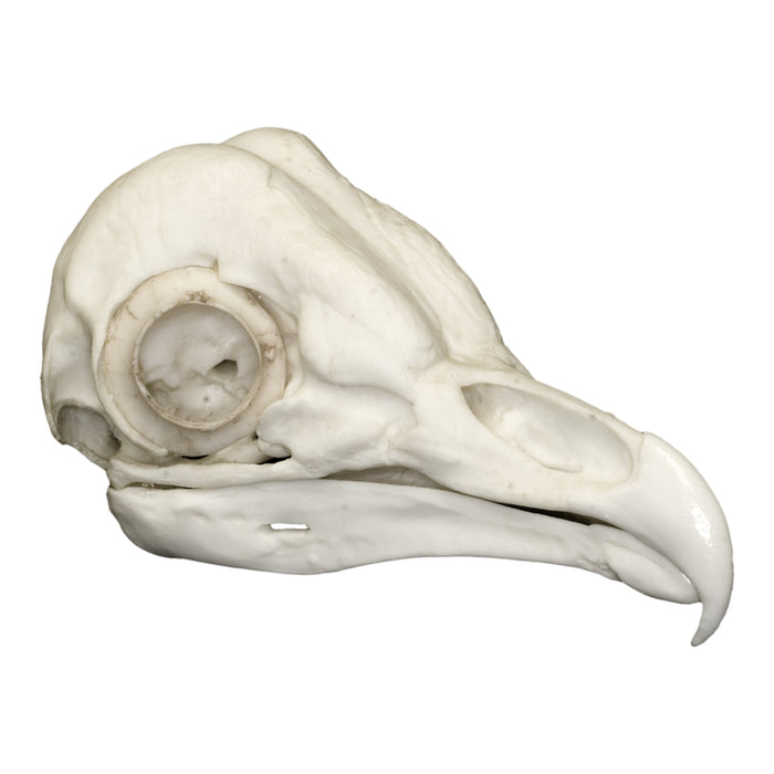 Replica Barn Owl Skull