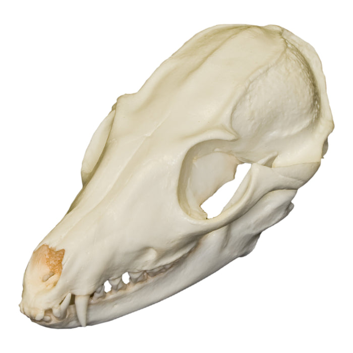 Replica Bat-eared Fox Skull