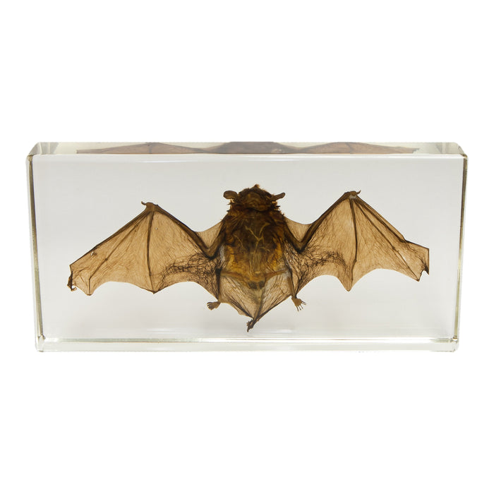 Real Bat in Acrylic Display - Medium