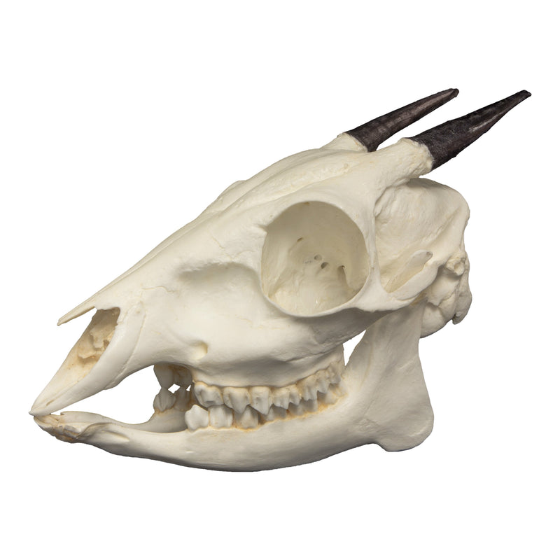 Replica Bay Duiker Skull