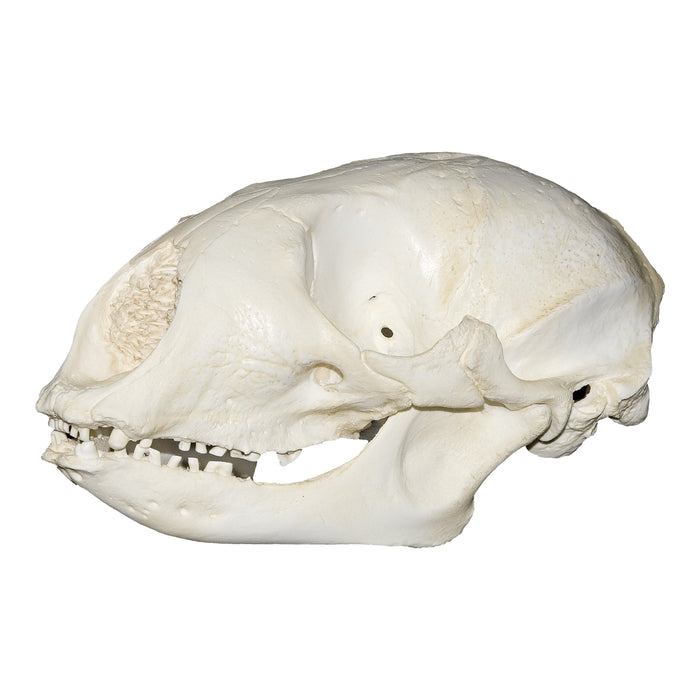 Replica Bearded Seal Skull