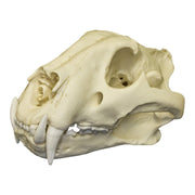 Replica Bengal Tiger Skull