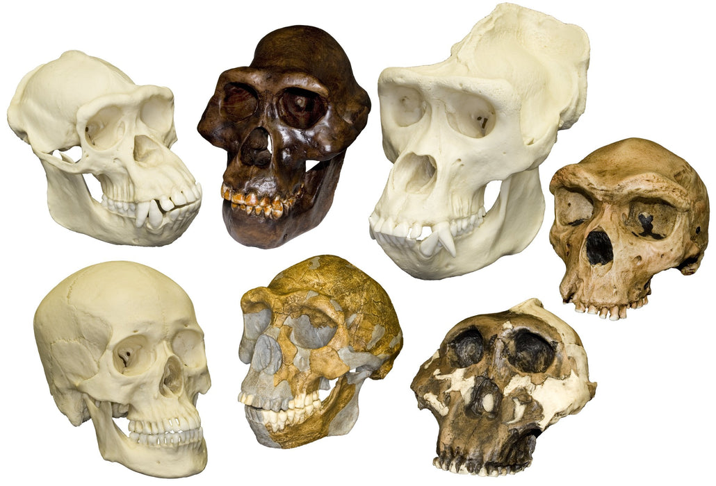 Replica Hominid & Ape Skull Comparison Set