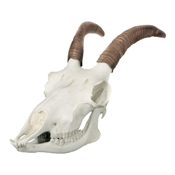 Replica Bighorn Sheep Skull - Female