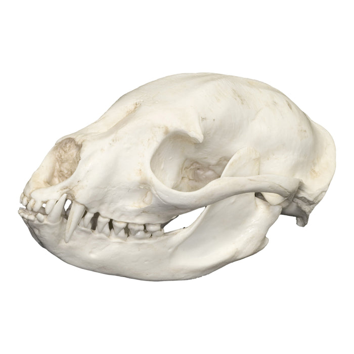 Replica Binturong Skull