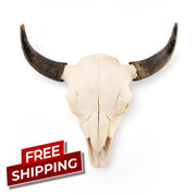 Real American Bison Skull