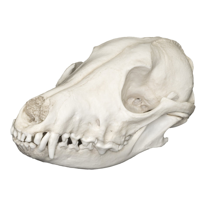 Replica Black-backed Jackal Skull