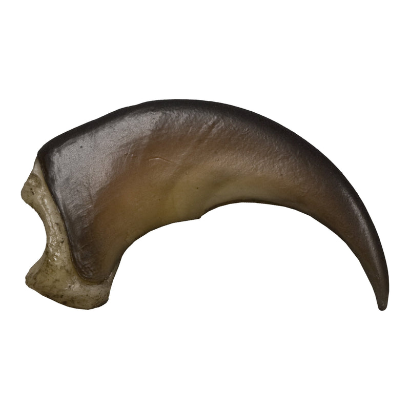 Replica American Black Bear Claw - Medium (5 cm)