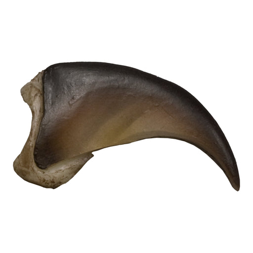 Replica American Black Bear Claw, Small (2.5cm)