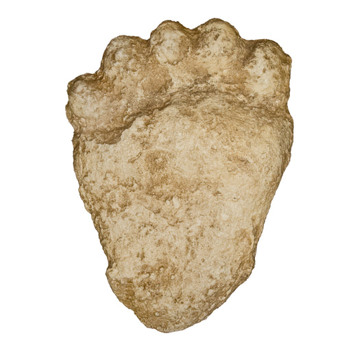 Replica American Black Bear Negative Footprint