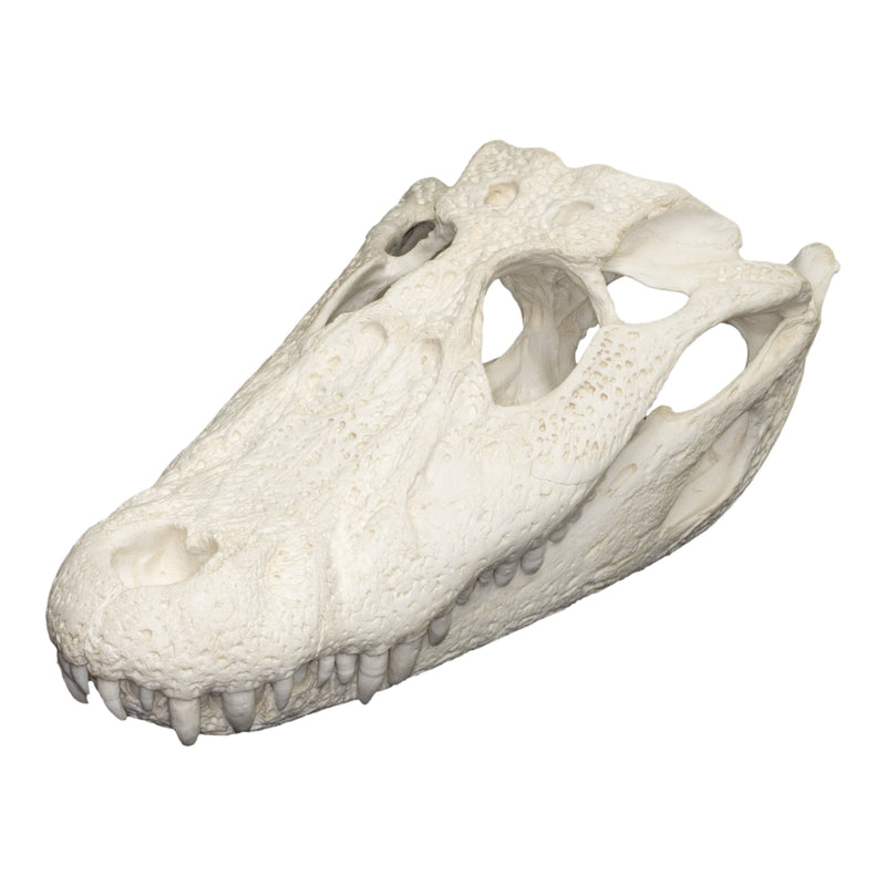 Replica Black Caiman Skull
