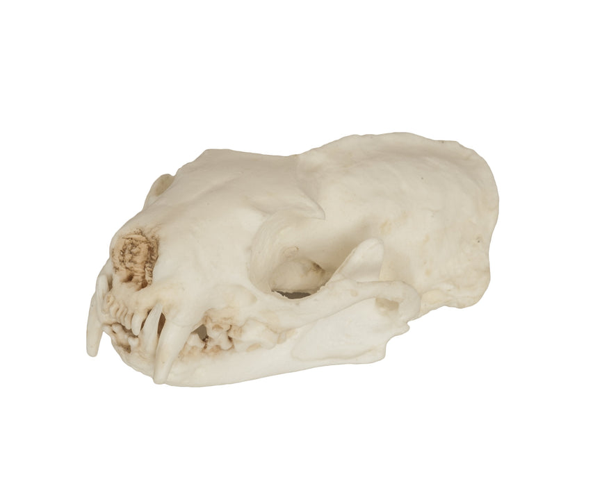 Replica Black-Footed Ferret Skull