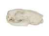 Replica Black-Footed Ferret Skull