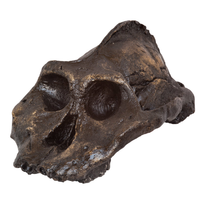 Replica Black KNM WT-1700 Skull - Cranium Only