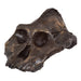 Replica Black KNM WT-1700 Skull - Cranium Only