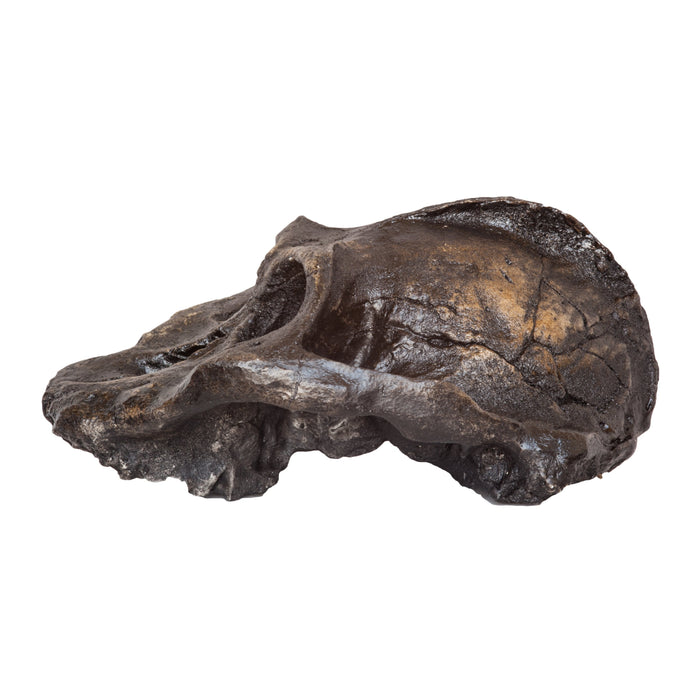 Replica Black KNM WT-1700 Skull (Cranium Only)