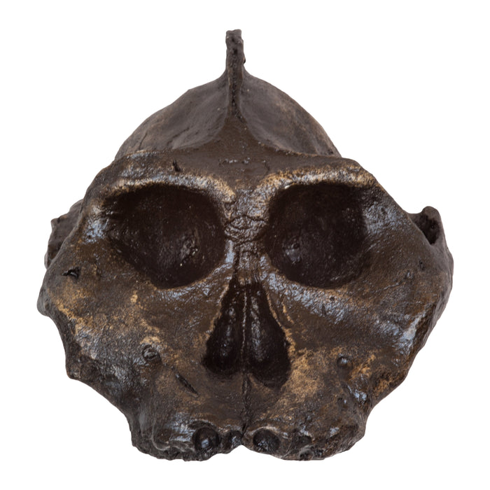 Replica Black KNM WT-1700 Skull - Cranium Only