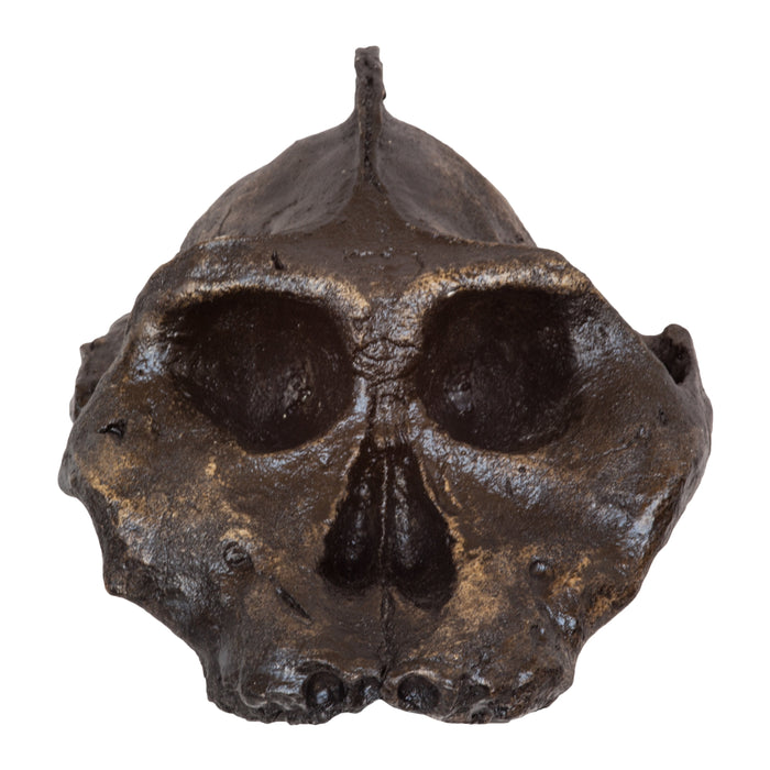 Replica Black KNM WT-1700 Skull (Cranium Only)