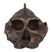 Replica Black KNM WT-1700 Skull - Cranium Only