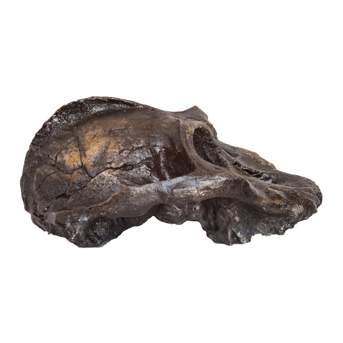 Replica Black KNM WT-1700 Skull - Cranium Only