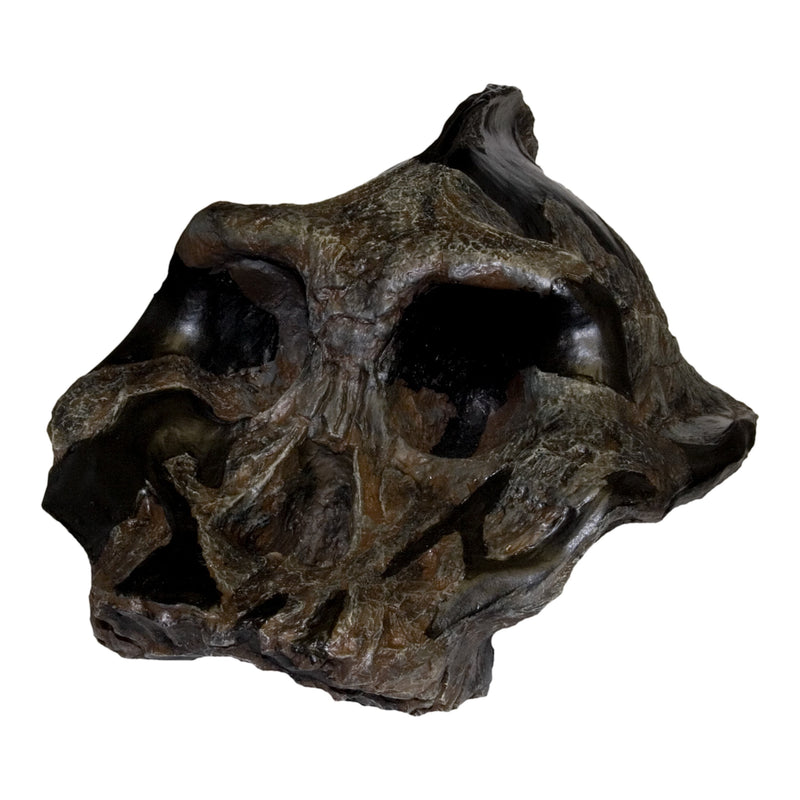 Replica Black KNM WT-1700 Skull - Cranium Only