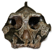 Replica Black KNM WT-1700 Skull - Cranium Only