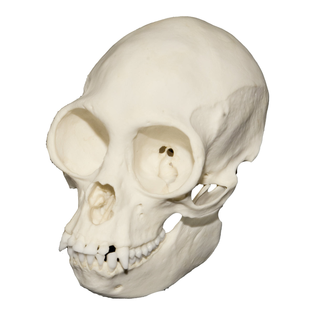 Cornelius Skelton ape 未開封 Replica Half Scale Primate Skull (Chimpanzee) For Sale
