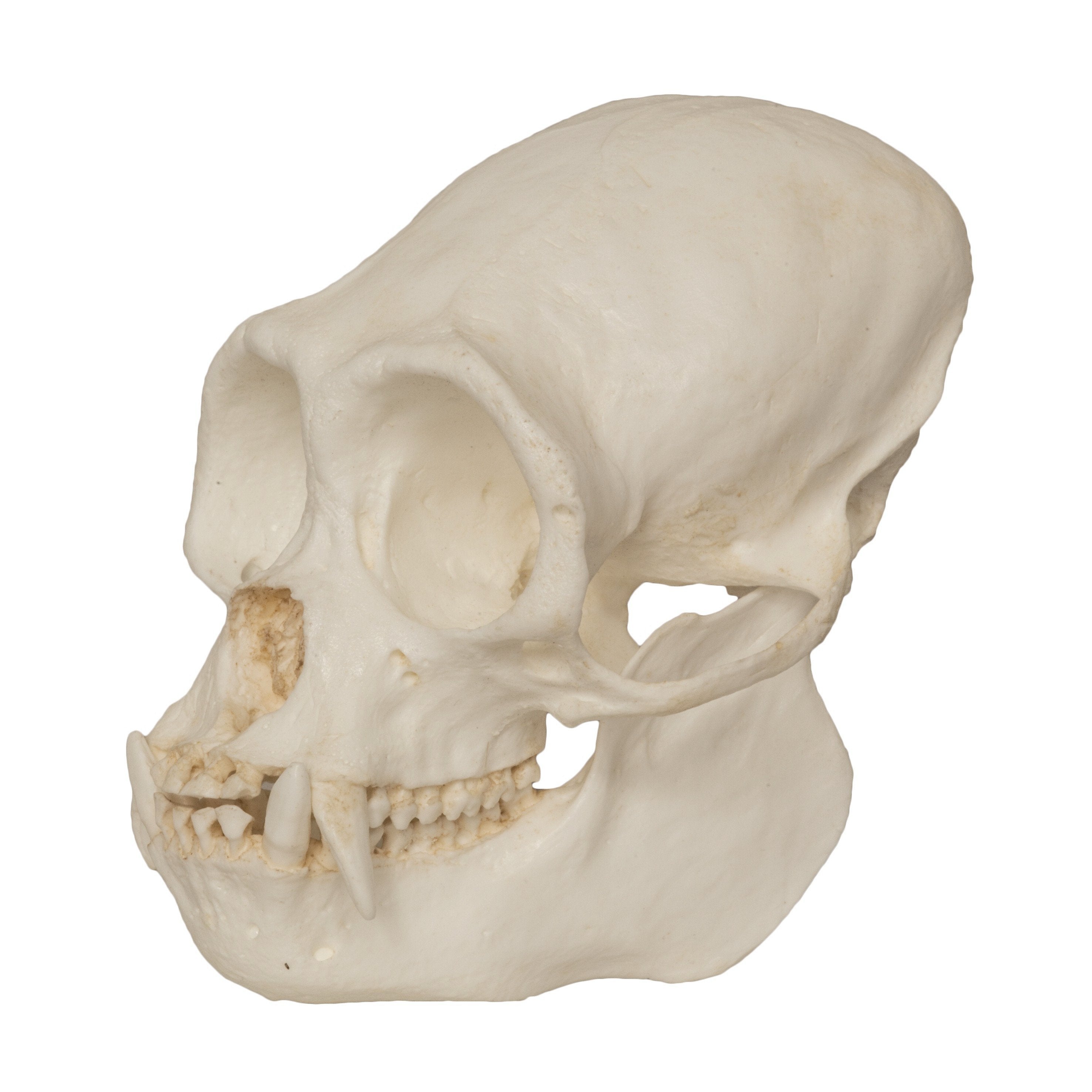 Replica Black Spider Monkey Skull For Sale — Skulls Unlimited