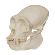 Replica Black Spider Monkey Skull