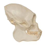 Replica Black Spider Monkey Skull