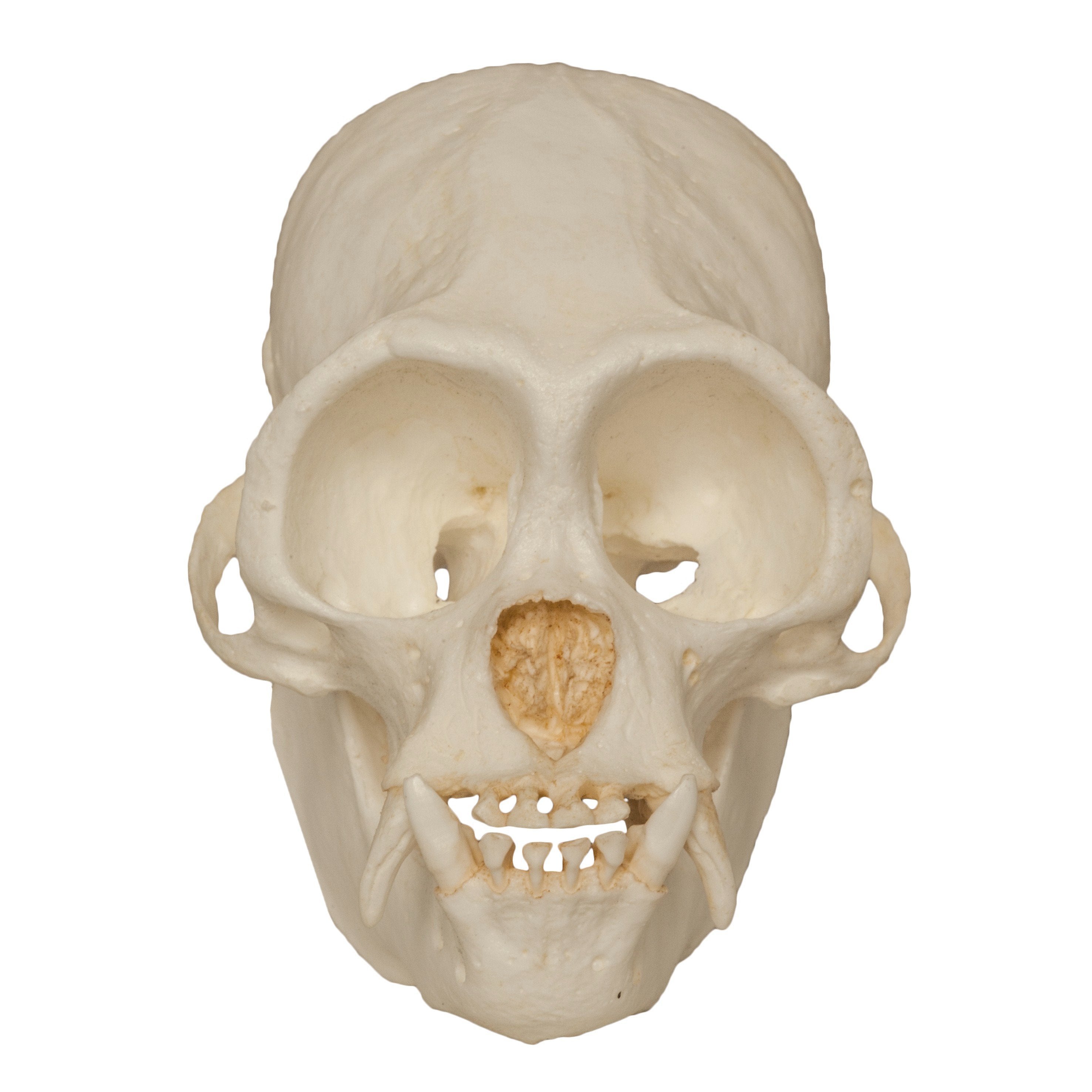 Replica Black Spider Monkey Skull For Sale — Skulls Unlimited