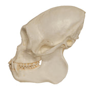 Replica Black Spider Monkey Skull
