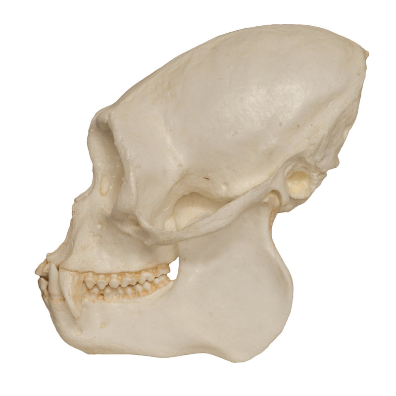 Replica Black Spider Monkey Skull
