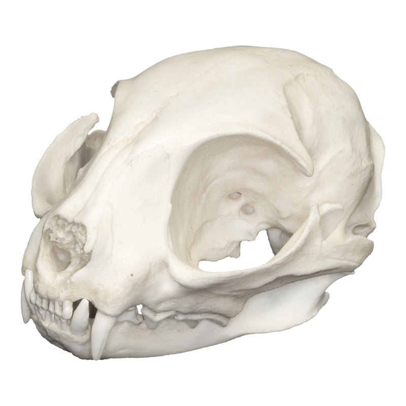 Replica Black-footed Cat Skull