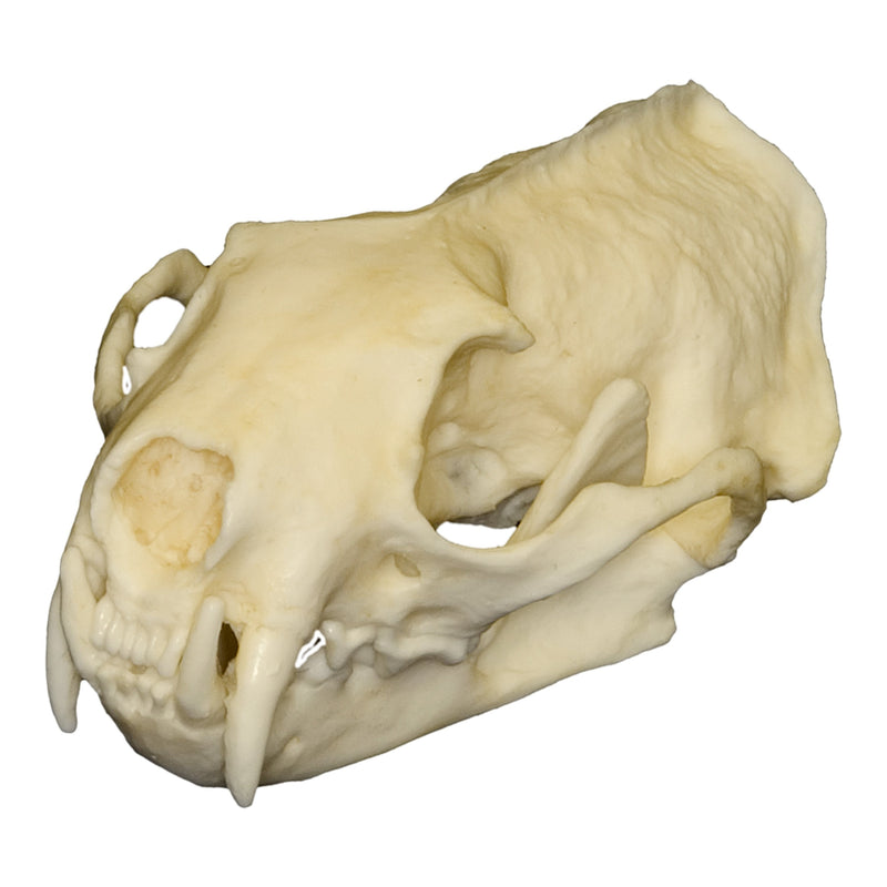 Replica Black-Footed Ferret Skull